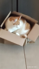 Oscar