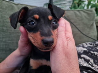 Marley