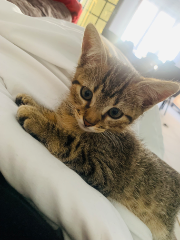Neïko