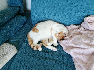 Flop