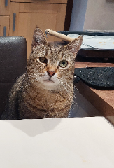 Mimi