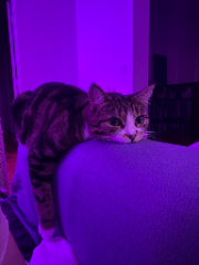 NOVA