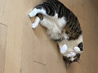 Milly