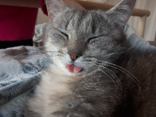 Maya