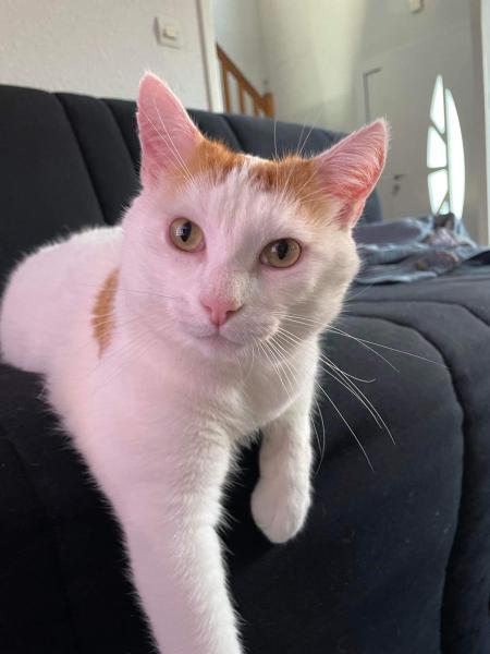 MILO