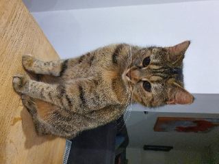 Suki