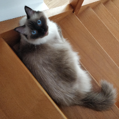 Ali