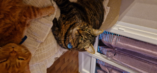 Mitsou