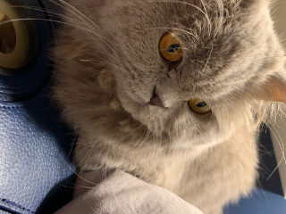 Rubie
