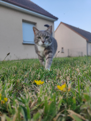 Mimi