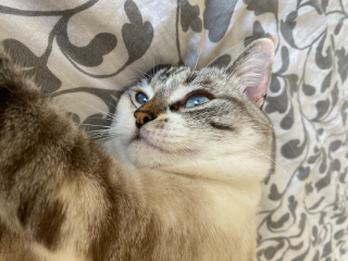 Mimi