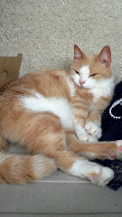Minou
