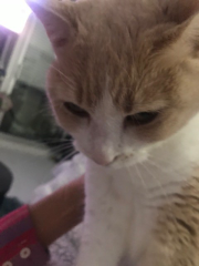 Miette