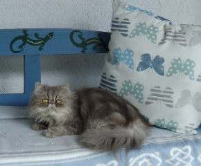 Colette