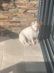 LOLA