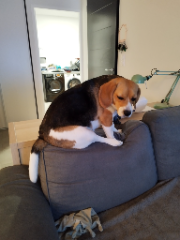 Poupette