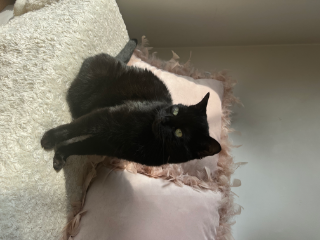 Ayla