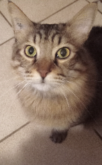 Tigrou