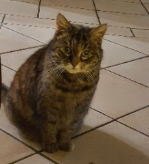 Miou