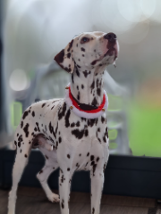 Nunzio