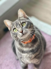 Simone