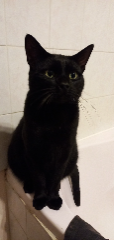 Cachou