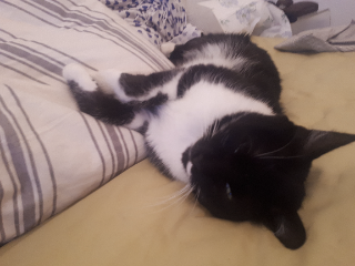 Blackie