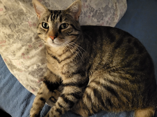 Simba