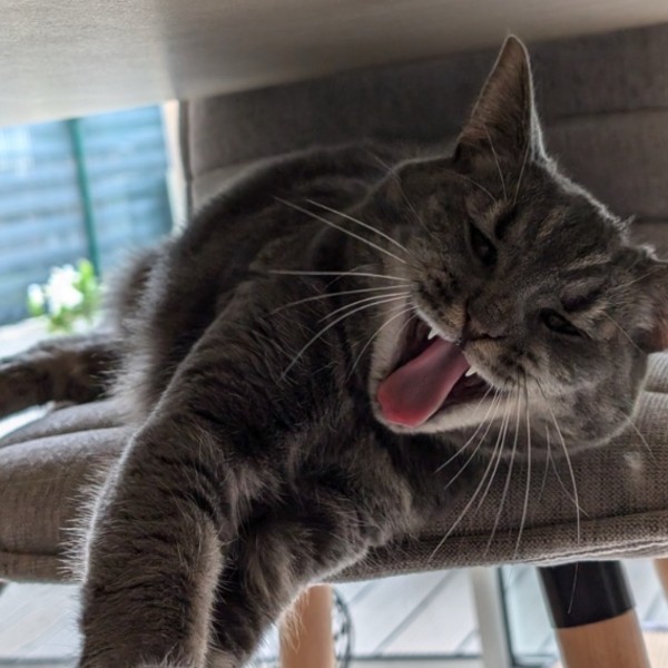Suchie