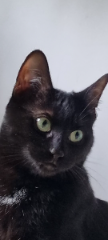 Hana