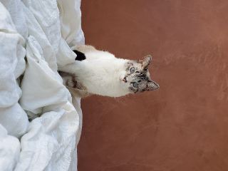 Milo