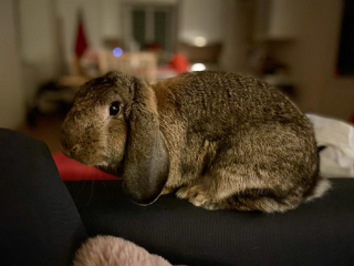 Choupi