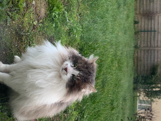 ChatChat