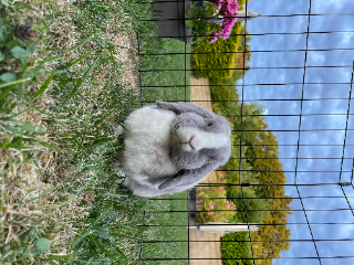 Maya