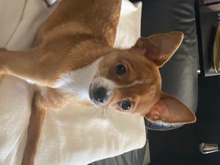 Sybelle