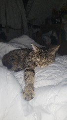 Taska
