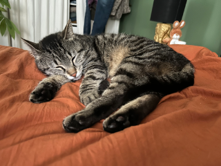 Tigrou