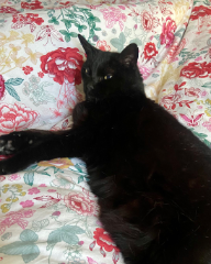 Bagheera