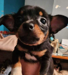 Teissa