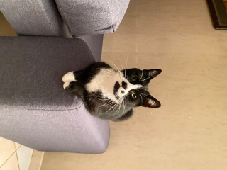 Milo