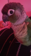 Coco