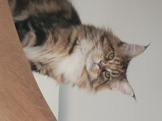 Tilly