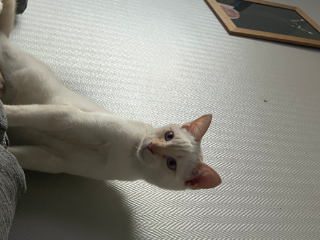 Moka