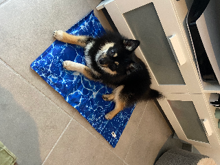 Koda
