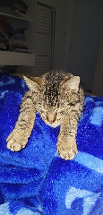Pixel