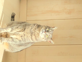 Moli