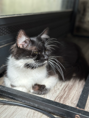 Nala