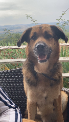 Tommy