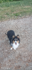 Tia