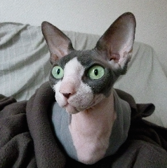 Chéops